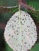 BLACKBERRY, COMMON RUST SHOWING BLACK PUSTULES ON UNDERSIDE OF LEAF