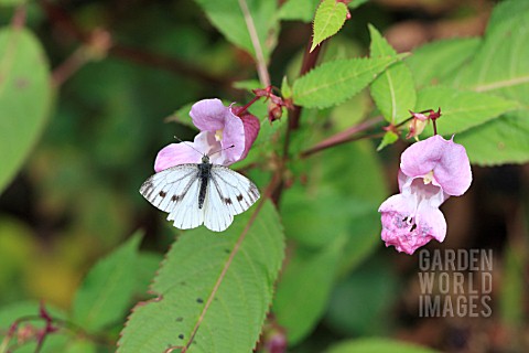 GREEN_VEINED_BUTTERFLY_TAKING_NECTAR_FROM_HIMALAYAN_BALSAM_FLOWER