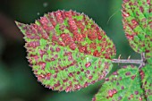 BLACKBERRY COMMON RUST SHOWING SPOTS ON UPPER LEAF SURFACE