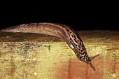 GREAT GREY SLUG