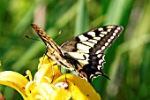 SWALLOWTAIL BUTTERFLY,  PAPILLIO MACHAON,  ON FLAG IRIS,  BACK VIEW