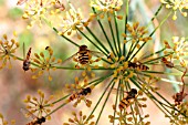 HOVERFLIES GATHERING NECTAR FROM ANGELICA