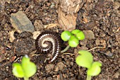 BLACK MILLIPEDE CURLS UP WHEN DISTURBED