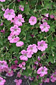 GERANIUM JEAN ARMOUR