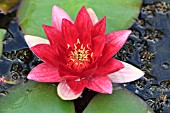 NYMPHAEA ELLISIANA