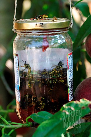 WASP_TRAP__WATER_AND_JAM_IN_JAM_JAR