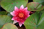 NYMPHAEA SPLENDIDA