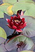 NYMPHAEA BLACK PRINCESS