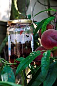 WASP TRAP,  JAM JAR IN PEACH TREE