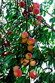 PEACHES RIPENING ON TREE