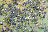 WATER LILY APHID ON WATER LILY LEAF