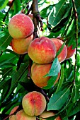 PEACHES RIPENING ON TREE