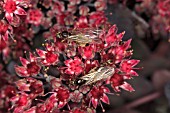 FLYING ANTS TAKING NECTAR FROM SEDUM