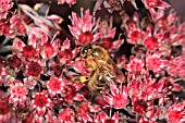 HONEY BEE TAKING NECTAR FROM SEDUM