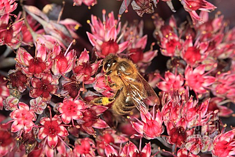 HONEY_BEE_TAKING_NECTAR_FROM_SEDUM