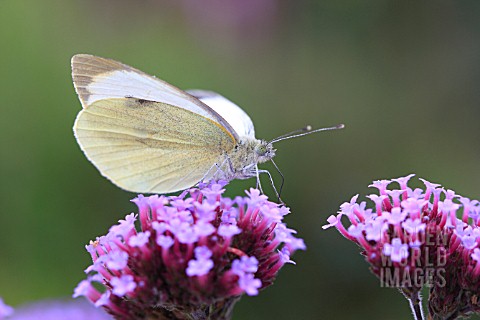 LARGE_WHITET_BUTTERFLY_TAKING_NECTAR_FROM_BUDDLIEA
