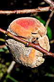 BROWN ROT (SCLEROTINIA FRUCTIGENA) ON PEACH