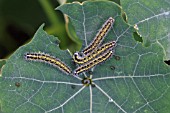 LARGE WHITE  CATERPILLARS FEEDING ON NASTURTIUM LEAF