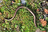 SLOWWORM