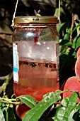 WASP TRAP IN JAM JAR IN PEACH TREE