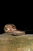 GARDEN SNAIL AT NIGHT