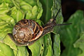 GARDEN SNAIL FEEDING ON CABBAGE