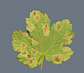 ACER TAR SPOT