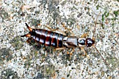 EARWIG (FORFICULA AURICULARIA) MALE