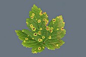 ACER TAR SPOT