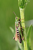 COMMON GREEN GRASSHOPPER