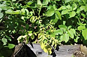 POTATO BLACK LEG  THE UPPER LEAFLETS CURL INWARDS AND TURN YELLOW-GREEN