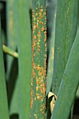 LEEK RUST