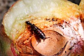 EARWIG (FORFICULA AURICULARIA) INSIDE PEACH