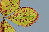 STRAWBERRY LEAF SPOT