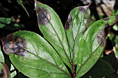 PAEONY LEAF BLOTCH