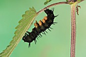 PEACOCK BUTTERFLY CATERPILLAR ON NETTLE LEAF