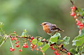 ROBIN PERCHING IN REDCURRANT BUSH