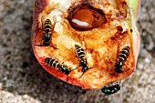 COMMON WASP (VESPULA VULGARIS) ON PEACH