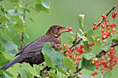 BLACKBIRD JUVENILE WITH REDCURRANT IN BEAK