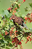 BLACKBIRD JUVENILE WITH RED CURRANT IN BEAK