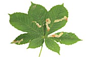 HORSE CHESNUT LEAF MINER