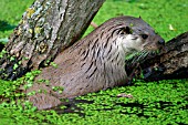 LUTRA LUTRA,  OTTER,  COMING OUT OF THE WATER,  SIDE VIEW