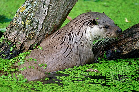 LUTRA_LUTRA__OTTER__COMING_OUT_OF_THE_WATER__SIDE_VIEW