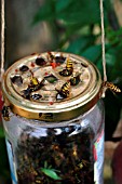 WASP TRAP (VESPULA VULGARIS) IN JAM JAR