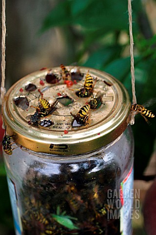 _WASP_TRAP_VESPULA_VULGARIS_IN_JAM_JAR