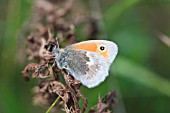 SMALL HEATH BUTERFLY