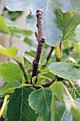 FIG CANKER