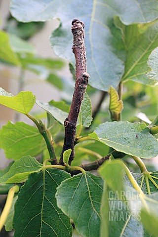 FIG_CANKER