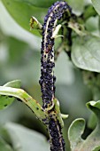 BLACK BEAN APHID, COLONY ON BROAD BEAN STEM