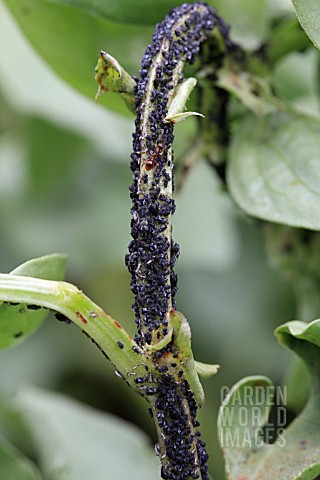 BLACK_BEAN_APHID_COLONY_ON_BROAD_BEAN_STEM